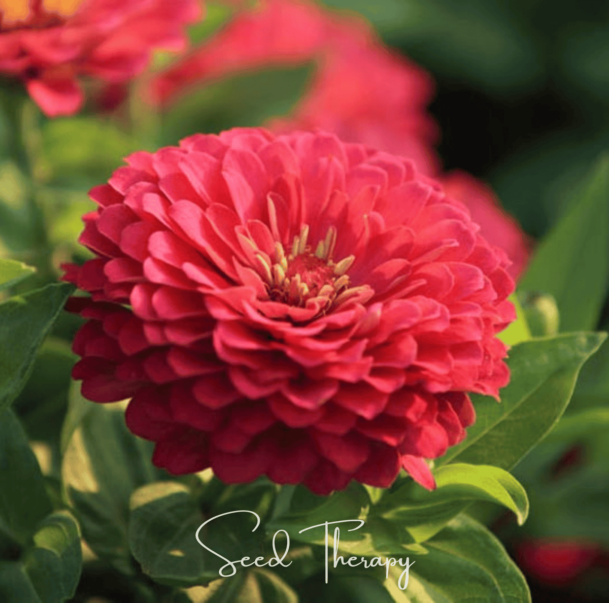 Coral Zinnia – 100 Seeds - Garden Gets