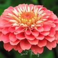 Coral Zinnia – 100 Seeds - Garden Gets
