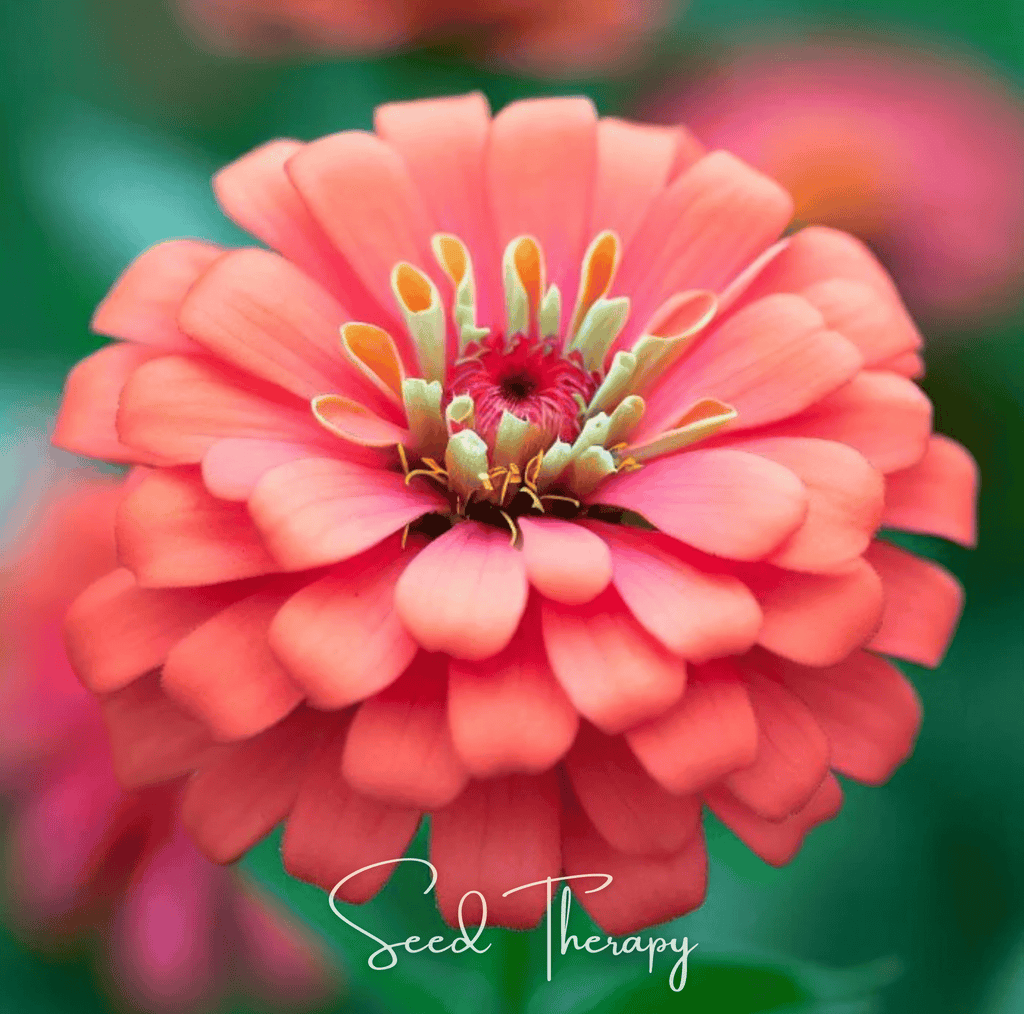 Coral Zinnia – 100 Seeds - Garden Gets
