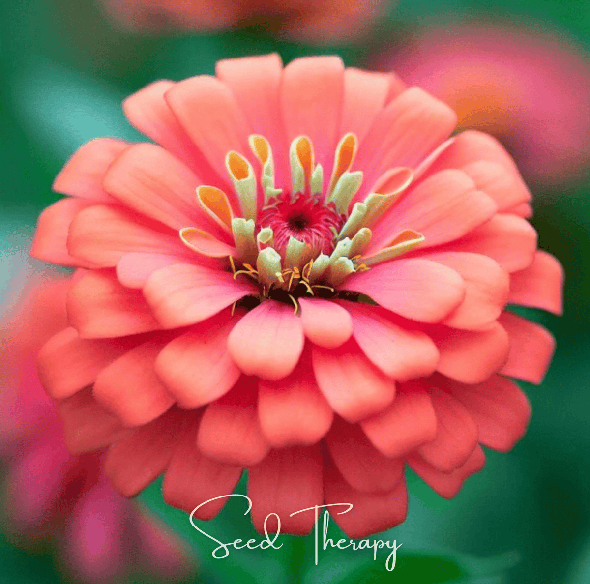 Coral Zinnia – 100 Seeds - Garden Gets