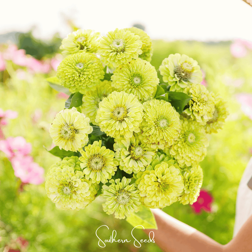 Envy Green Zinnia – 25 Seeds - Garden Gets