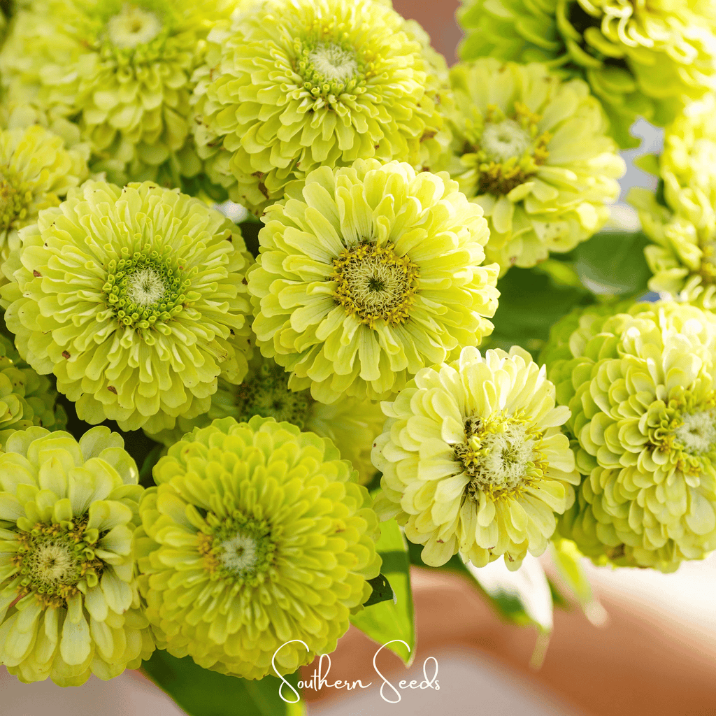 Envy Green Zinnia – 25 Seeds - Garden Gets