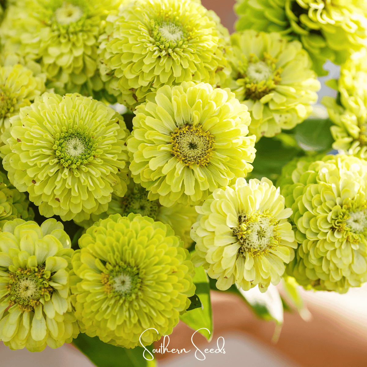 Envy Green Zinnia – 25 Seeds - Garden Gets