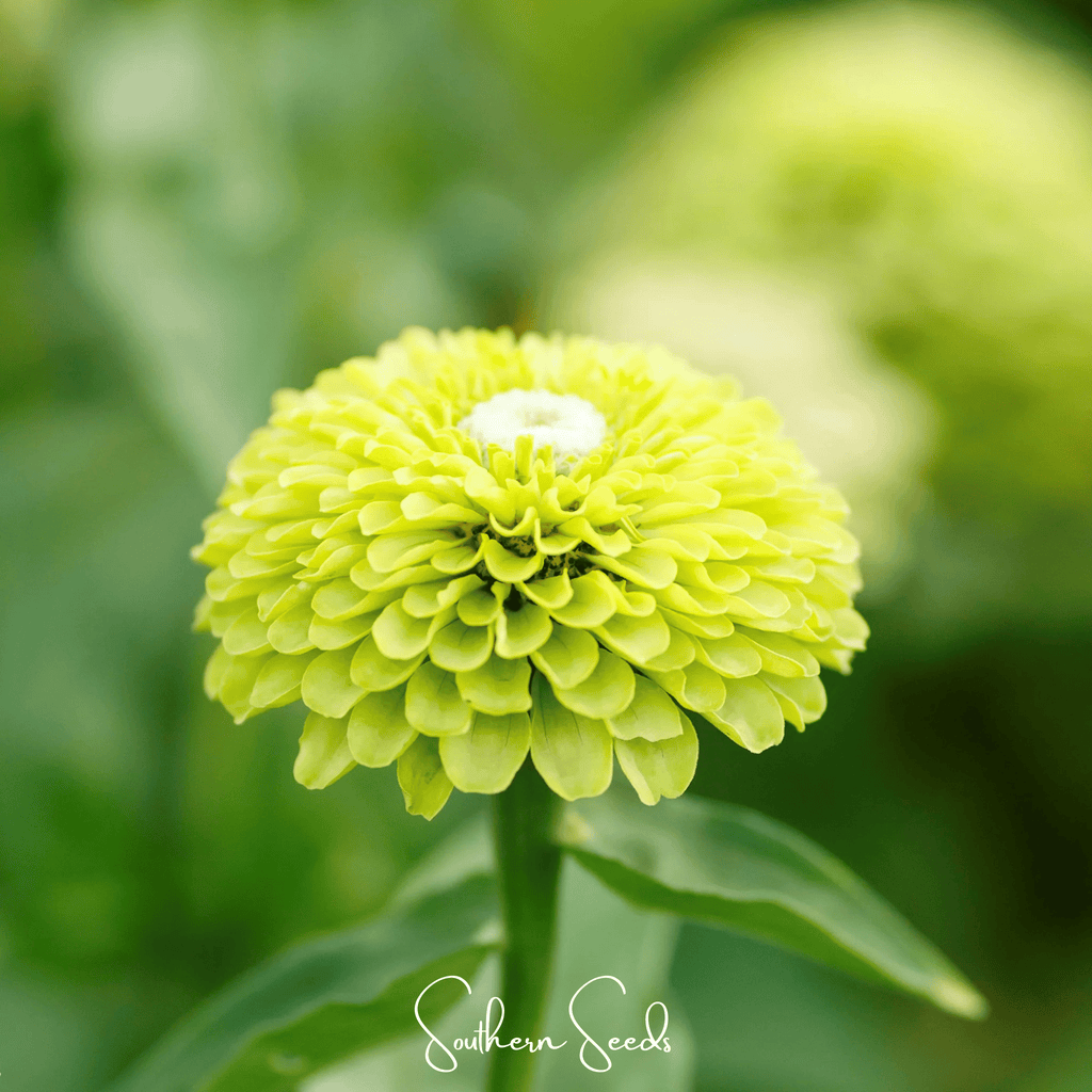 Envy Green Zinnia – 25 Seeds - Garden Gets