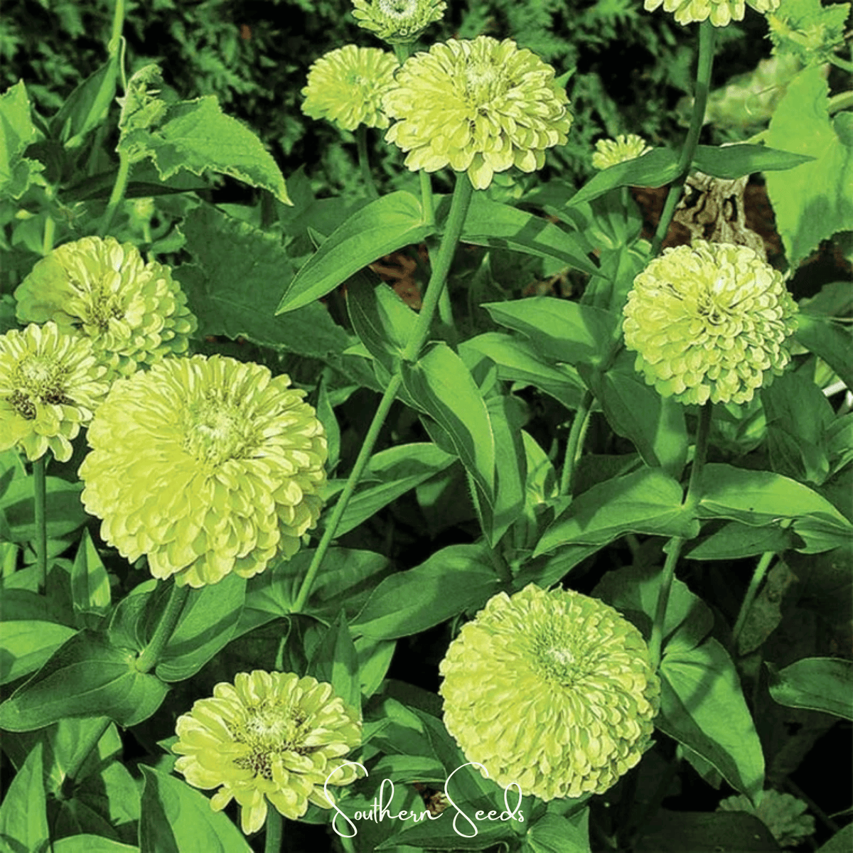 Envy Green Zinnia – 25 Seeds - Garden Gets