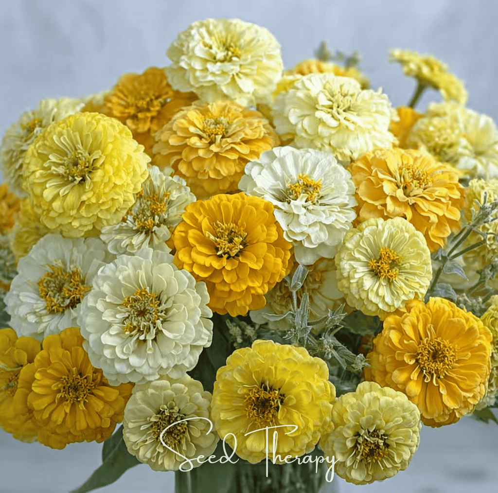 Lemon Meringue Zinnia – 100 Seeds - Garden Gets