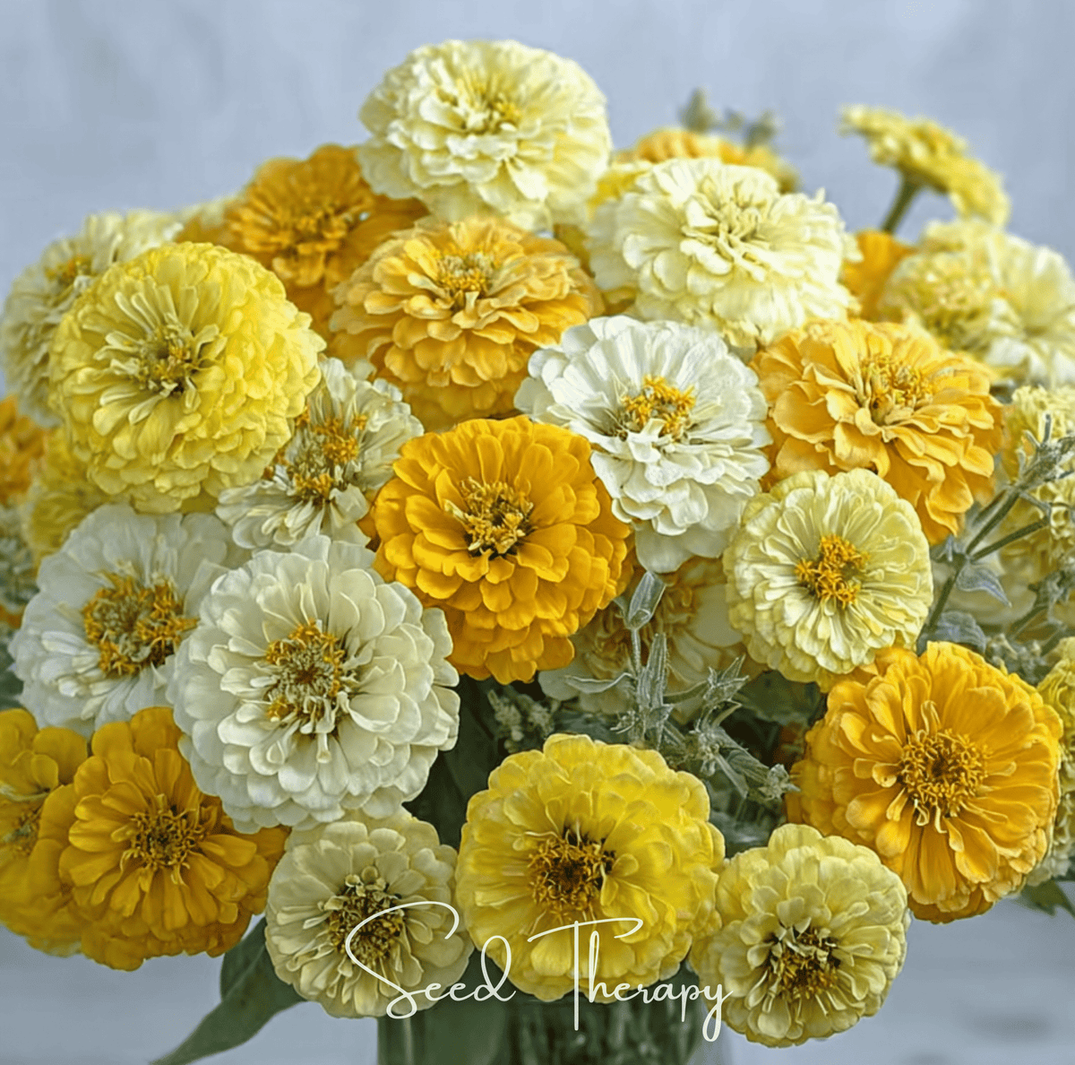 Lemon Meringue Zinnia – 100 Seeds - Garden Gets