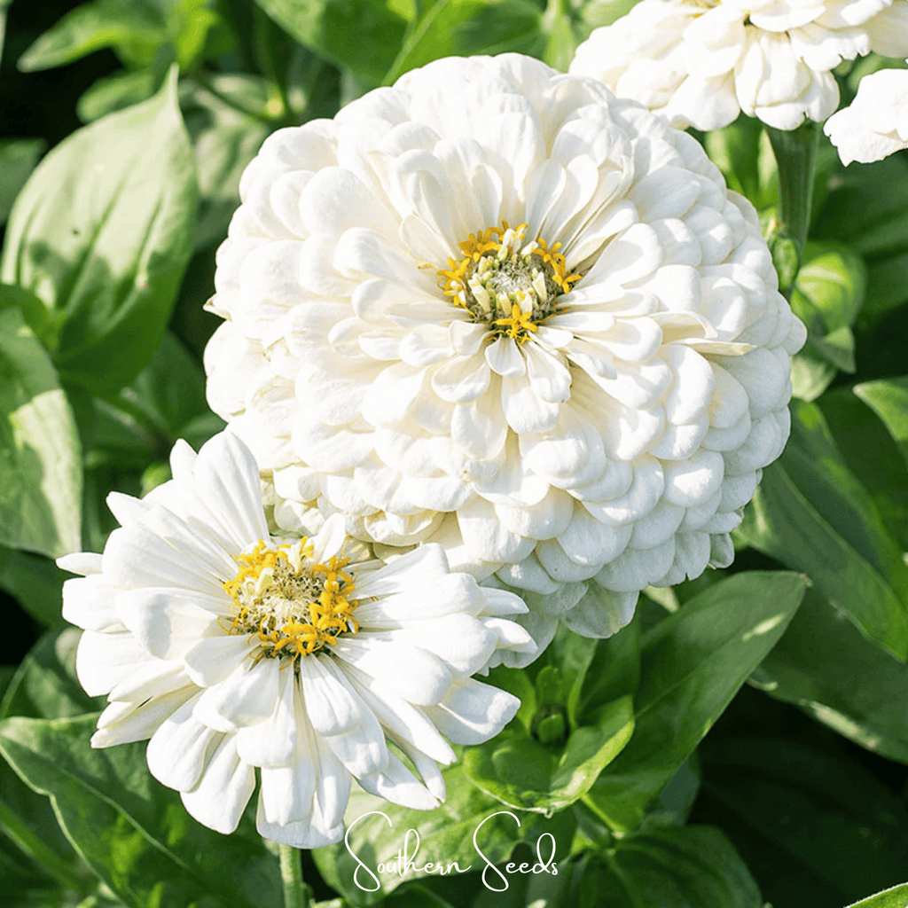 Lemon Meringue Zinnia – 100 Seeds - Garden Gets