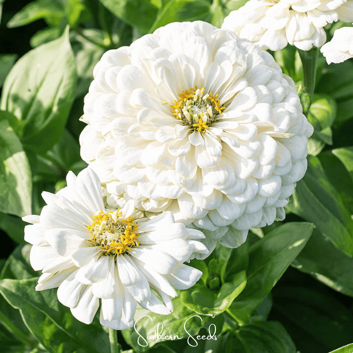 Lemon Meringue Zinnia – 100 Seeds - Garden Gets