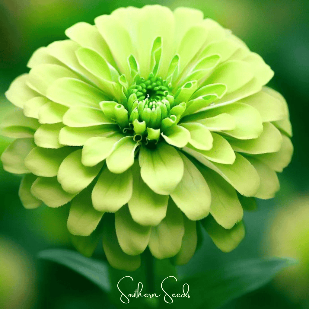 Lemon Meringue Zinnia – 100 Seeds - Garden Gets