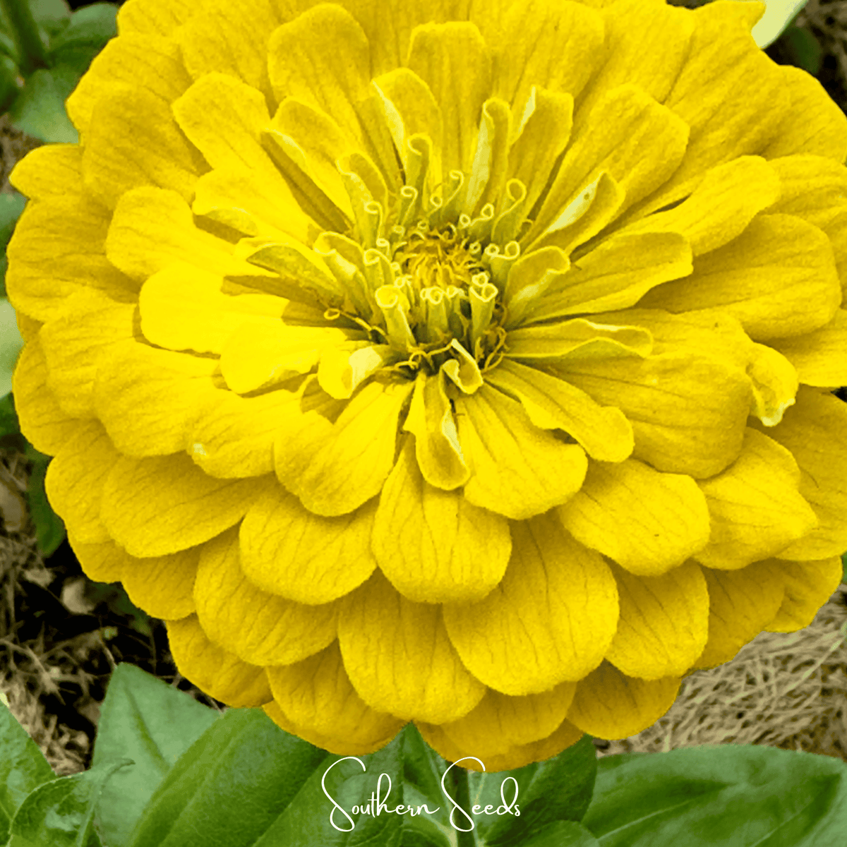 Lemon Meringue Zinnia – 100 Seeds - Garden Gets