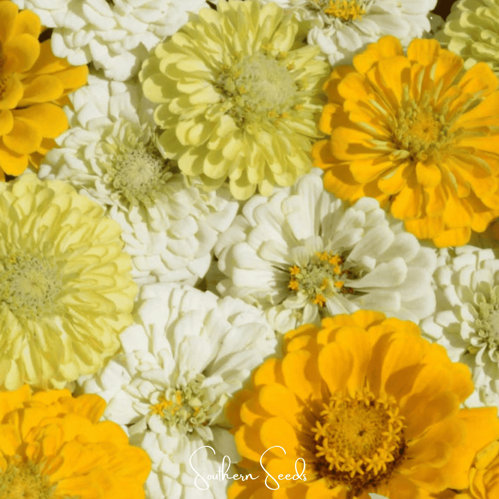 Lemon Meringue Zinnia – 100 Seeds - Garden Gets
