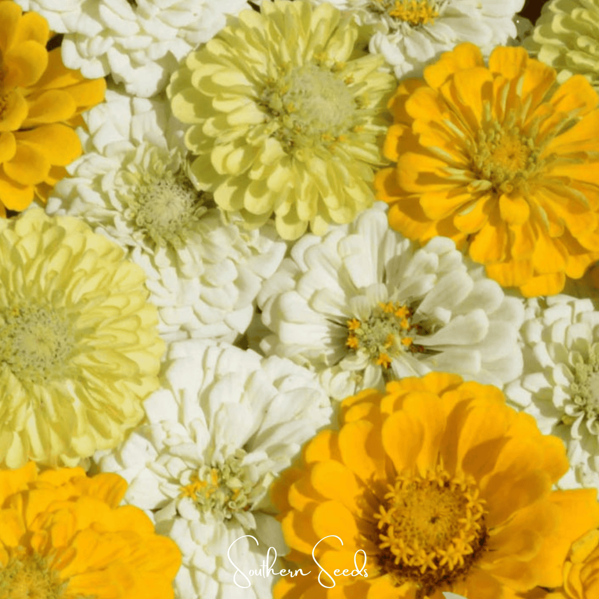 Lemon Meringue Zinnia – 100 Seeds - Garden Gets