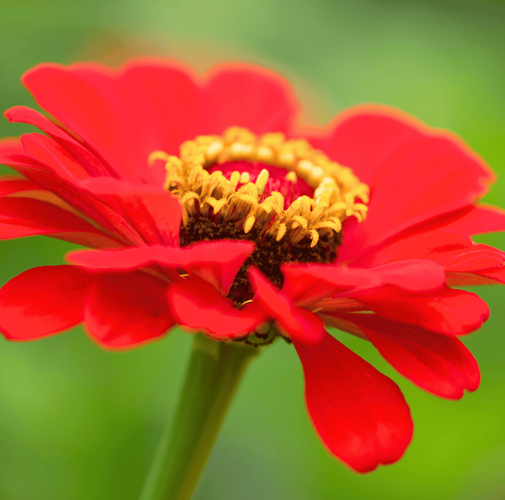 Meteor Zinnia – 100 Seeds - Garden Gets