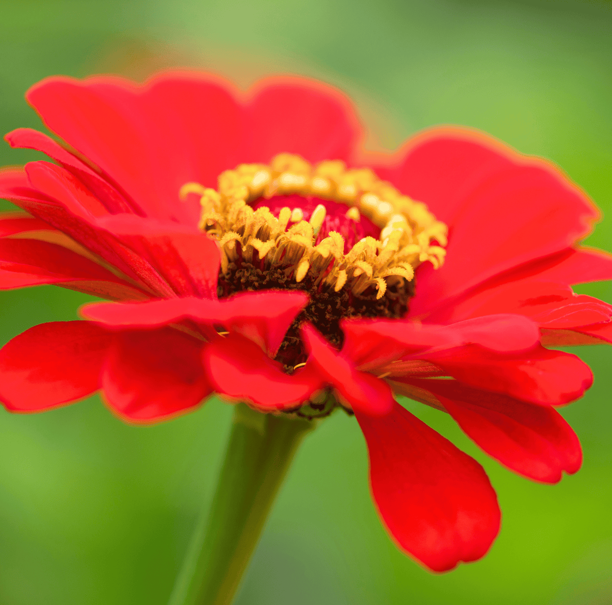 Meteor Zinnia – 100 Seeds - Garden Gets