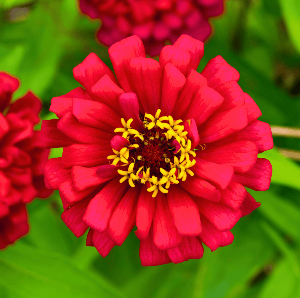 Meteor Zinnia – 100 Seeds - Garden Gets