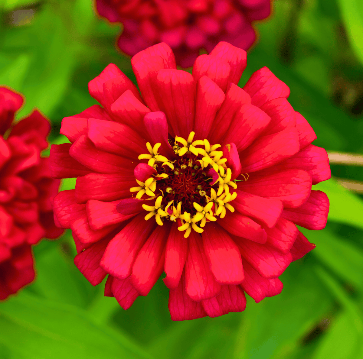 Meteor Zinnia – 100 Seeds - Garden Gets