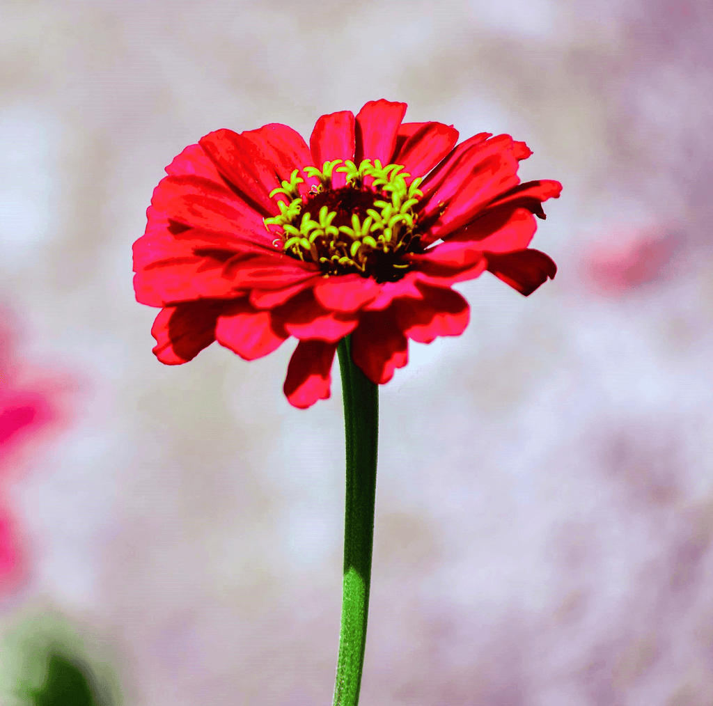 Meteor Zinnia – 100 Seeds - Garden Gets