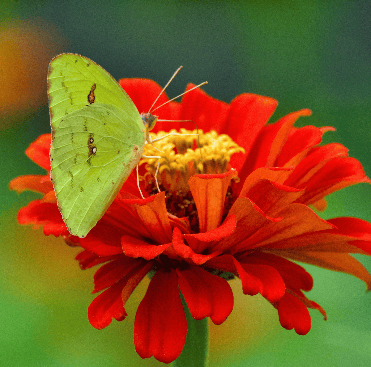 Meteor Zinnia – 100 Seeds - Garden Gets