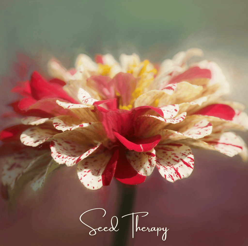 Peppermint Stick Zinnia – 50 Seeds - Garden Gets