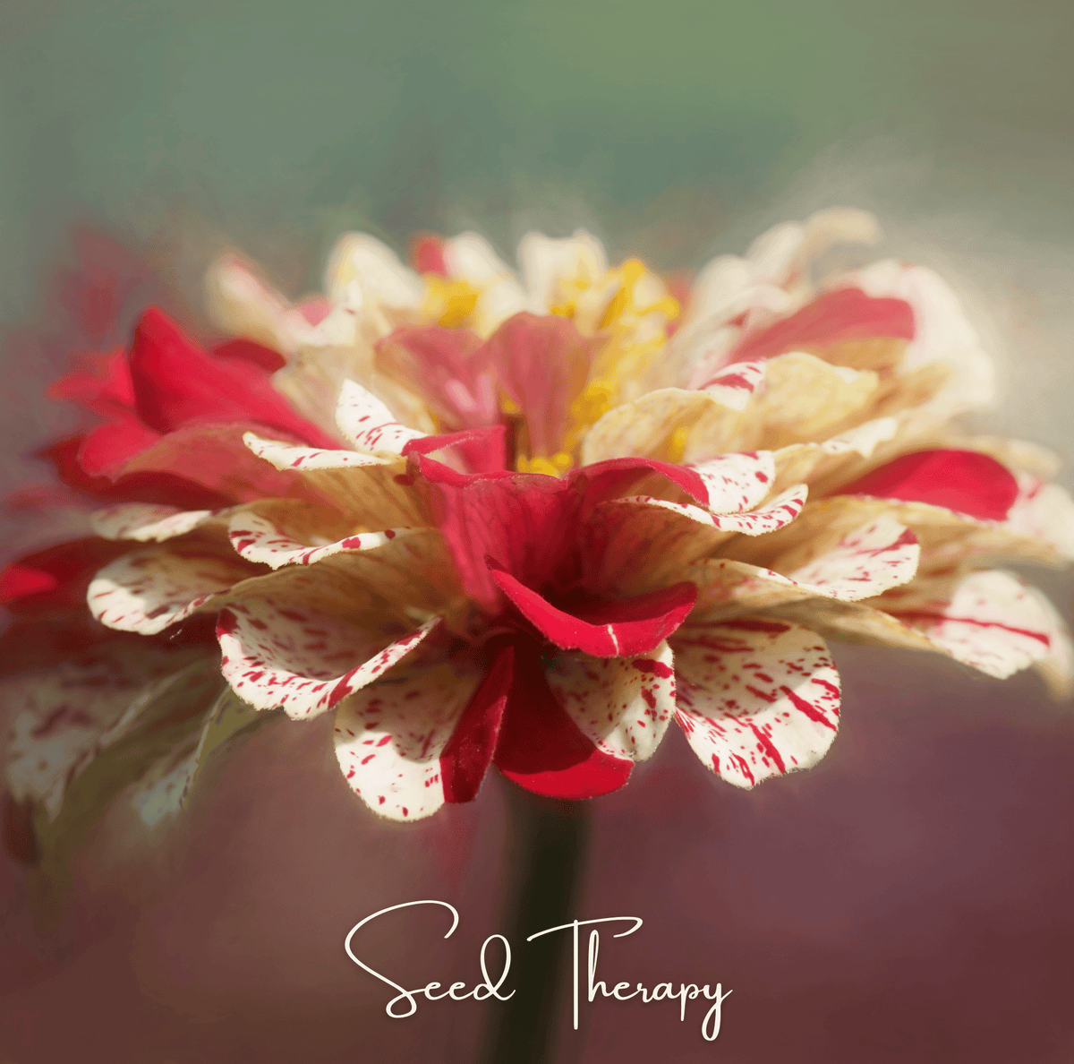 Peppermint Stick Zinnia – 50 Seeds - Garden Gets