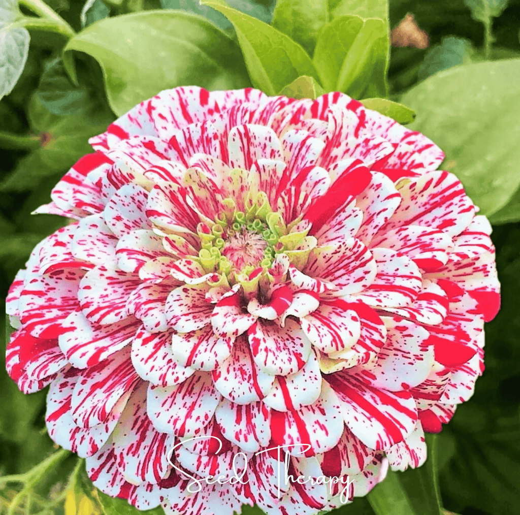 Peppermint Stick Zinnia – 50 Seeds - Garden Gets