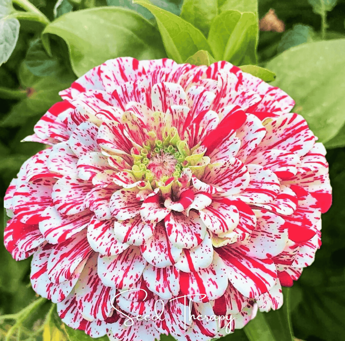 Peppermint Stick Zinnia – 50 Seeds - Garden Gets