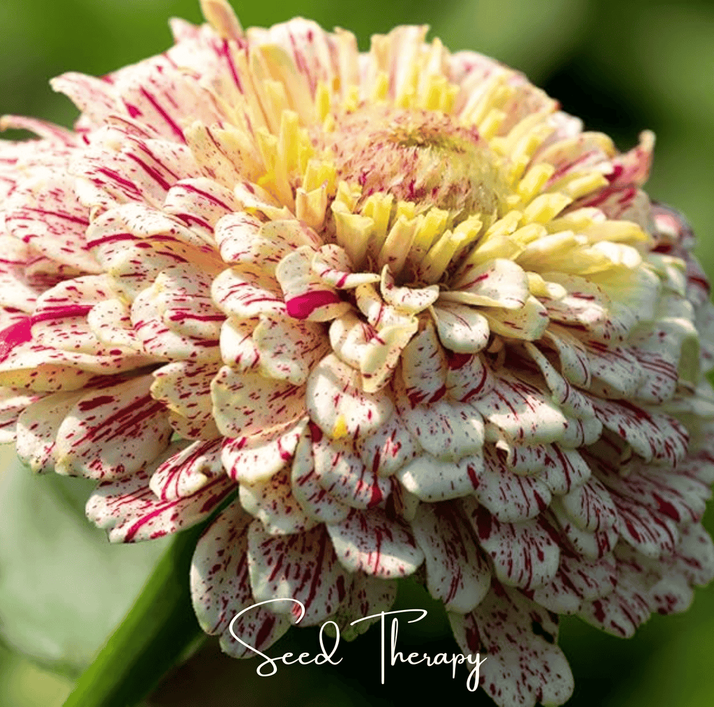 Peppermint Stick Zinnia – 50 Seeds - Garden Gets