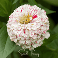 Peppermint Stick Zinnia – 50 Seeds - Garden Gets
