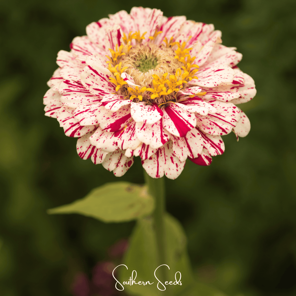 Peppermint Stick Zinnia – 50 Seeds - Garden Gets