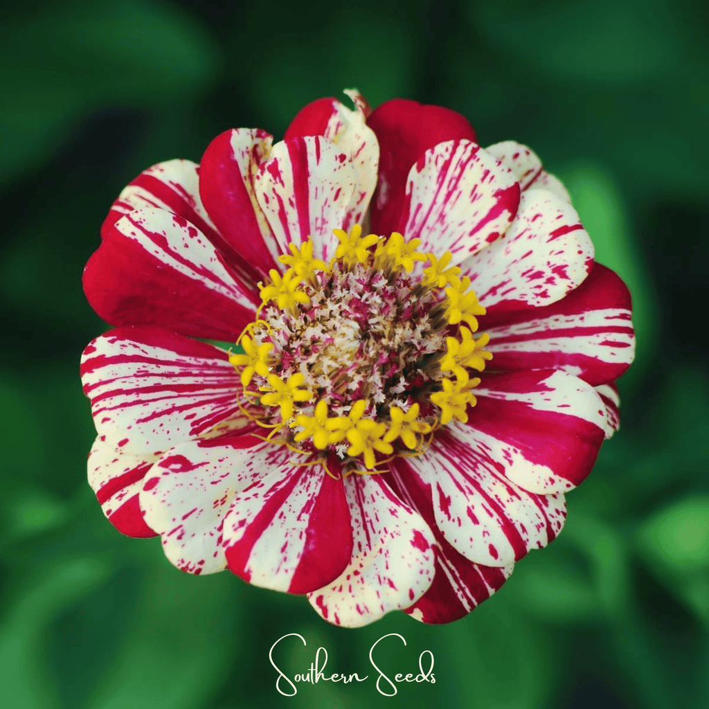 Peppermint Stick Zinnia – 50 Seeds - Garden Gets