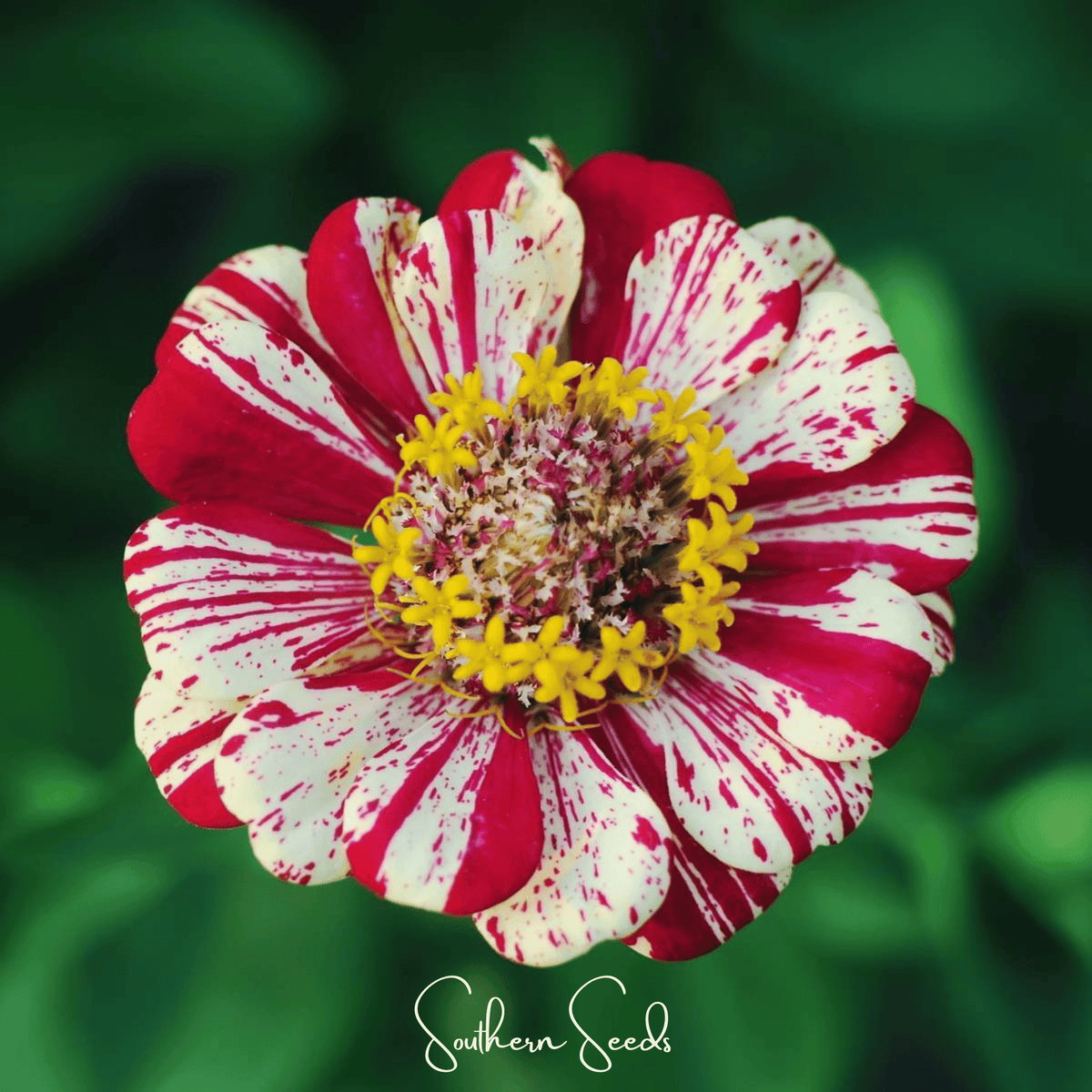 Peppermint Stick Zinnia – 50 Seeds - Garden Gets