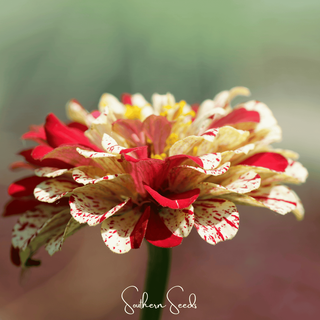 Peppermint Stick Zinnia – 50 Seeds - Garden Gets