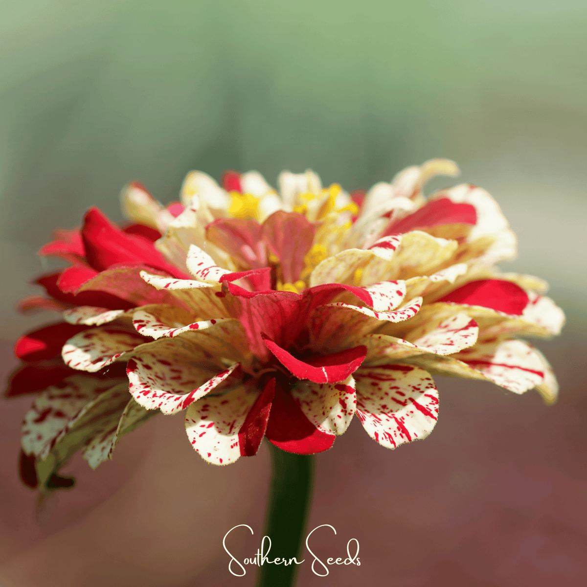 Peppermint Stick Zinnia – 50 Seeds - Garden Gets