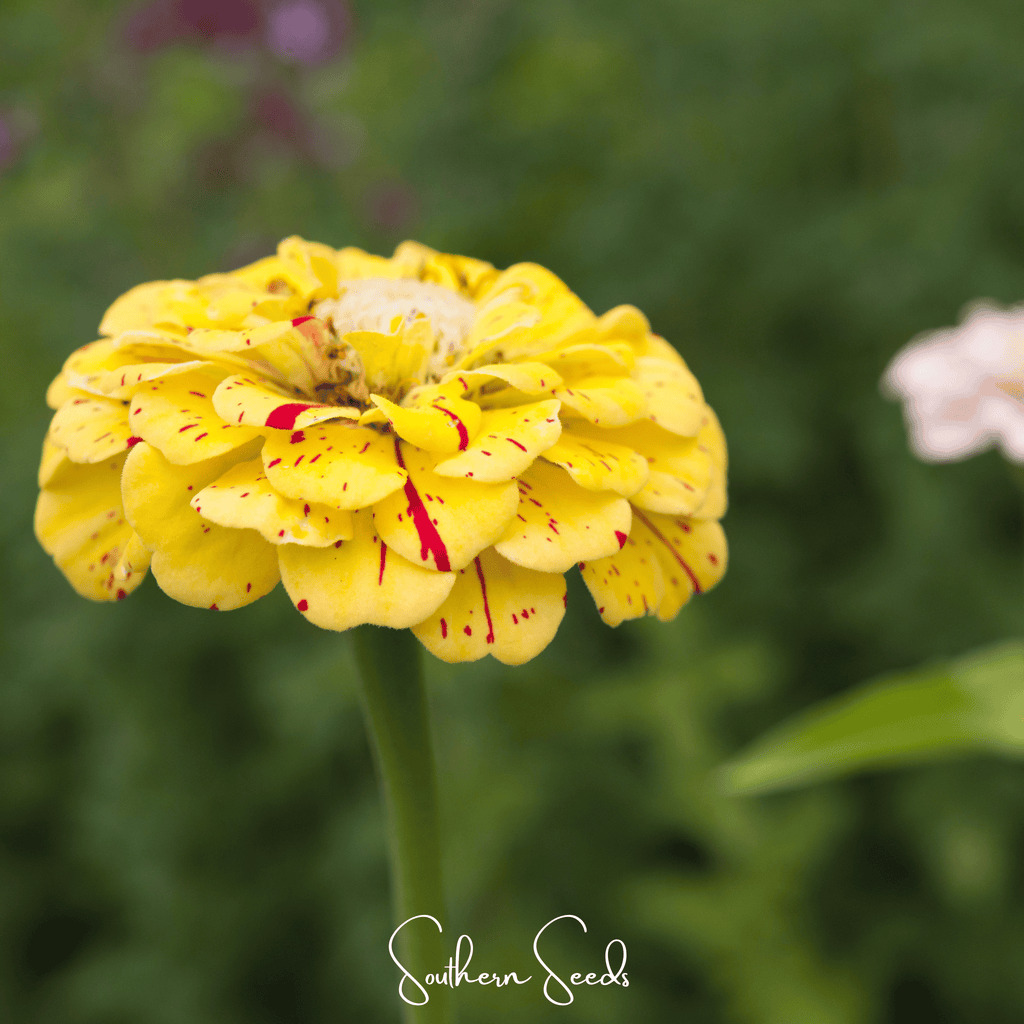 Peppermint Stick Zinnia – 50 Seeds - Garden Gets