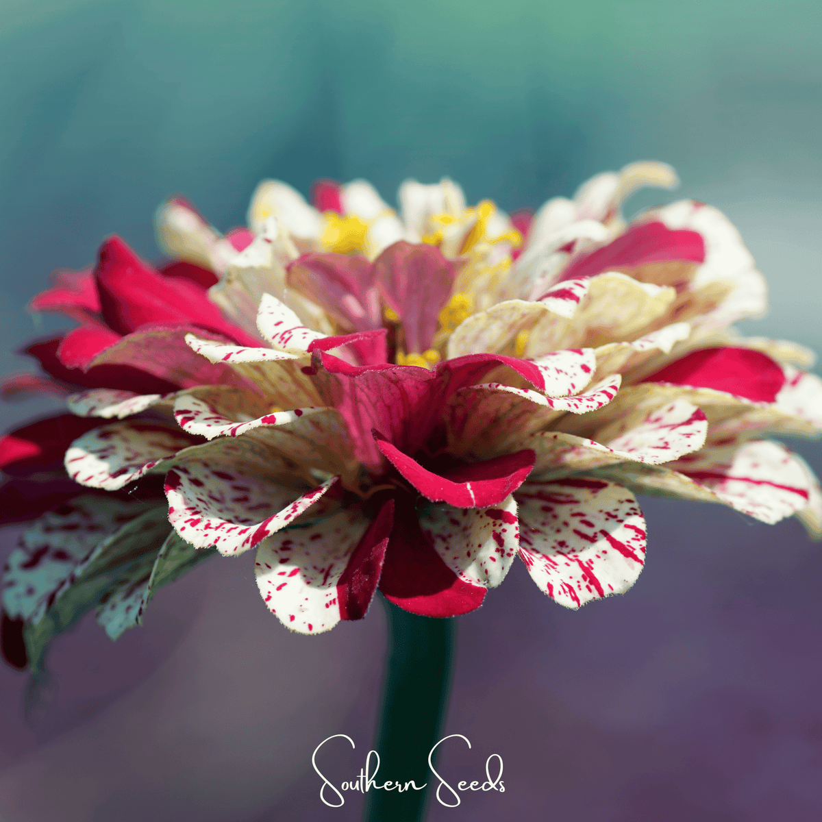 Peppermint Stick Zinnia – 50 Seeds - Garden Gets