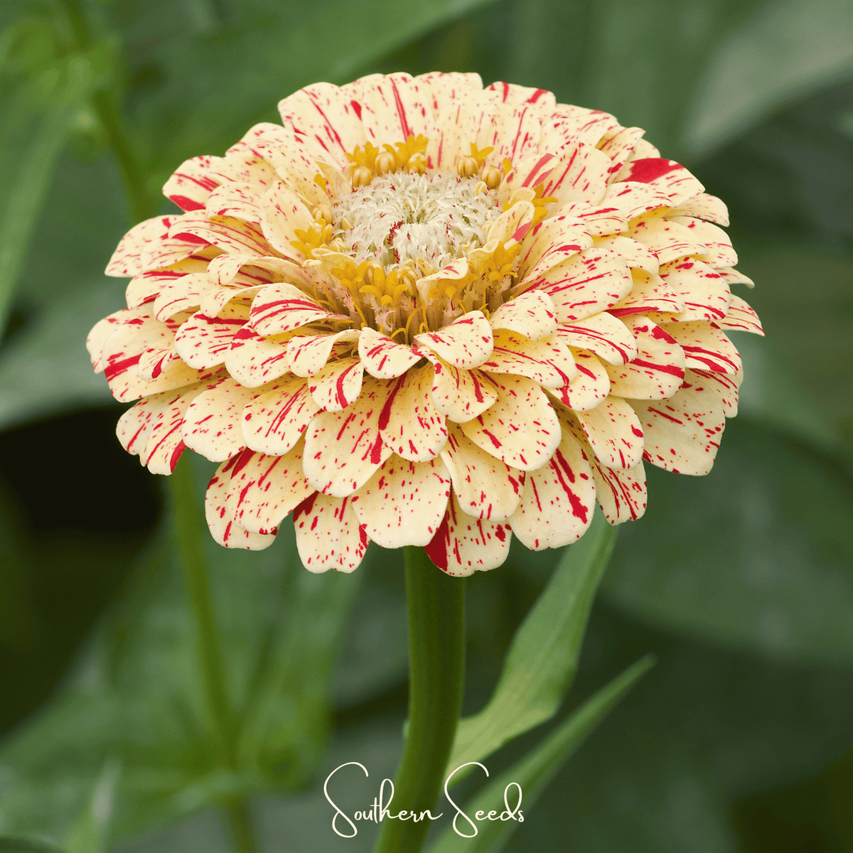 Peppermint Stick Zinnia – 50 Seeds - Garden Gets