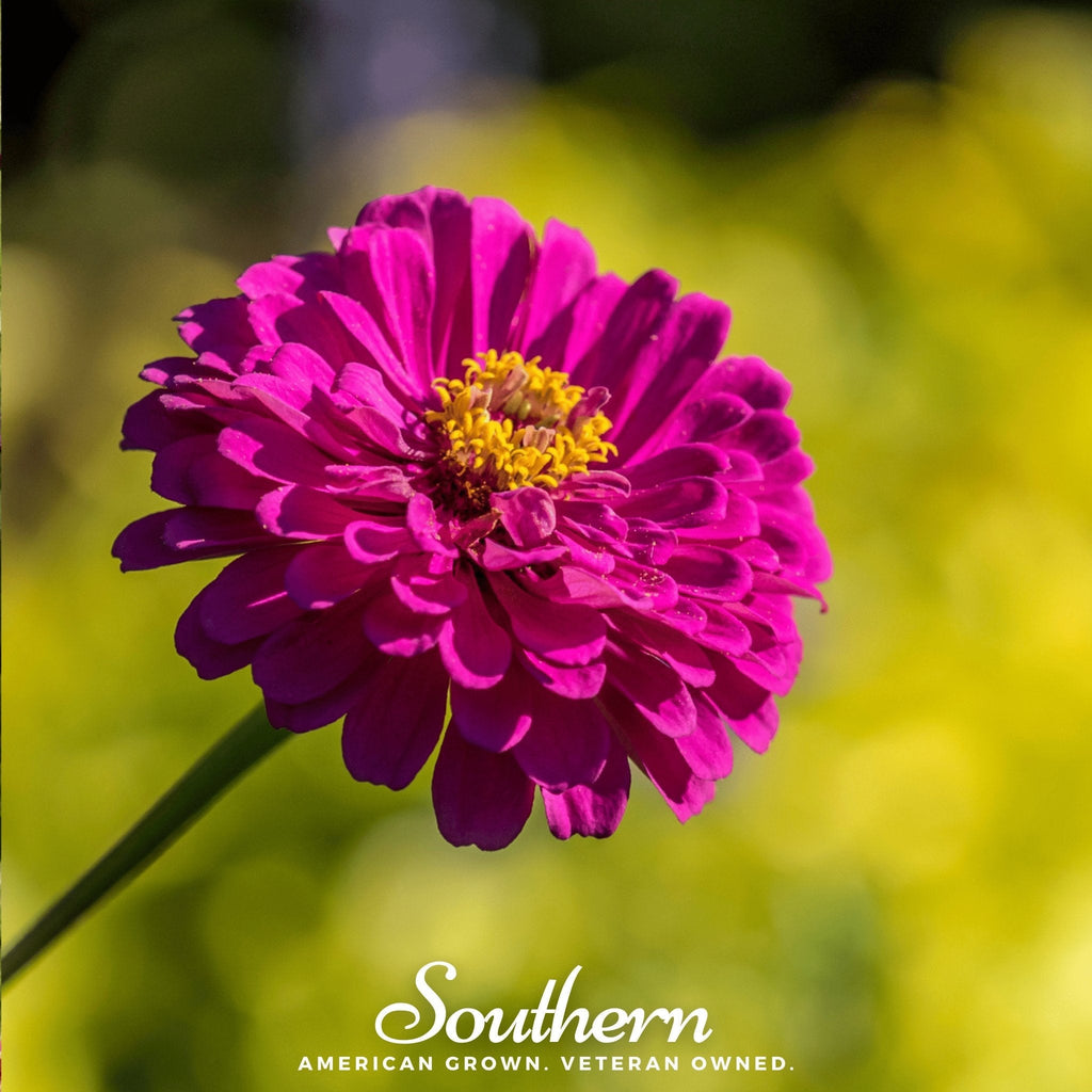 Purple Prince Zinnia – 100 Seeds - Garden Gets