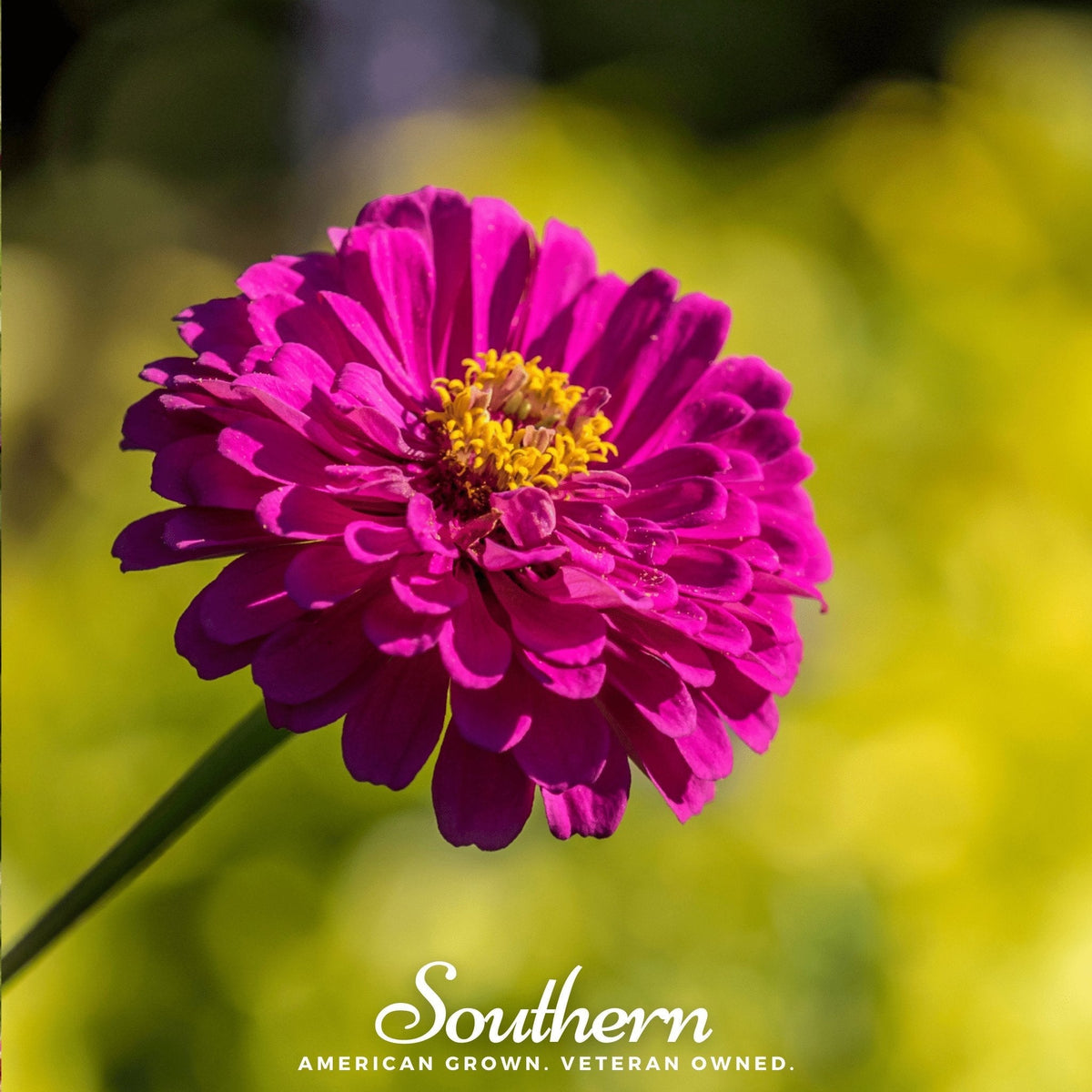 Purple Prince Zinnia – 100 Seeds - Garden Gets