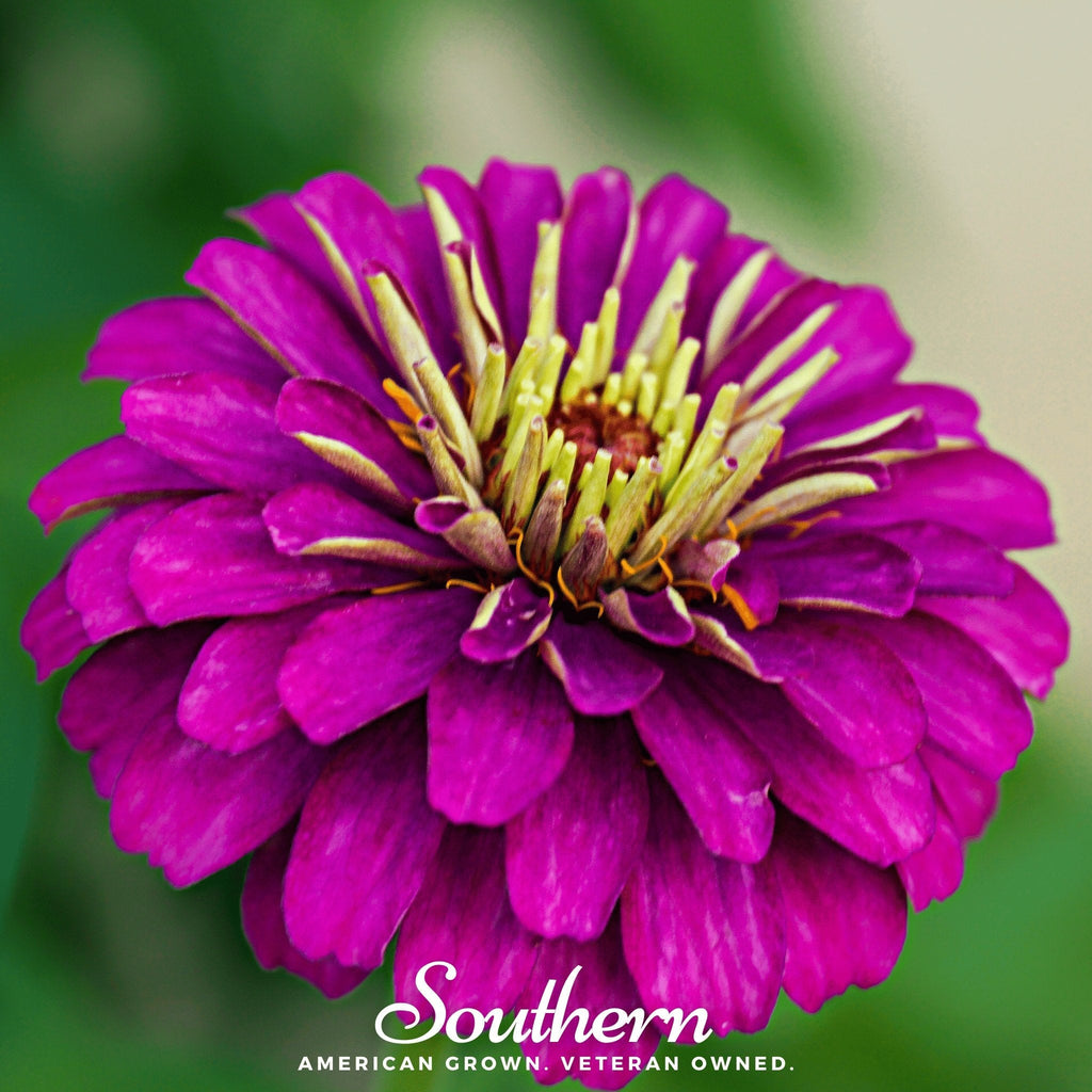 Purple Prince Zinnia – 100 Seeds - Garden Gets