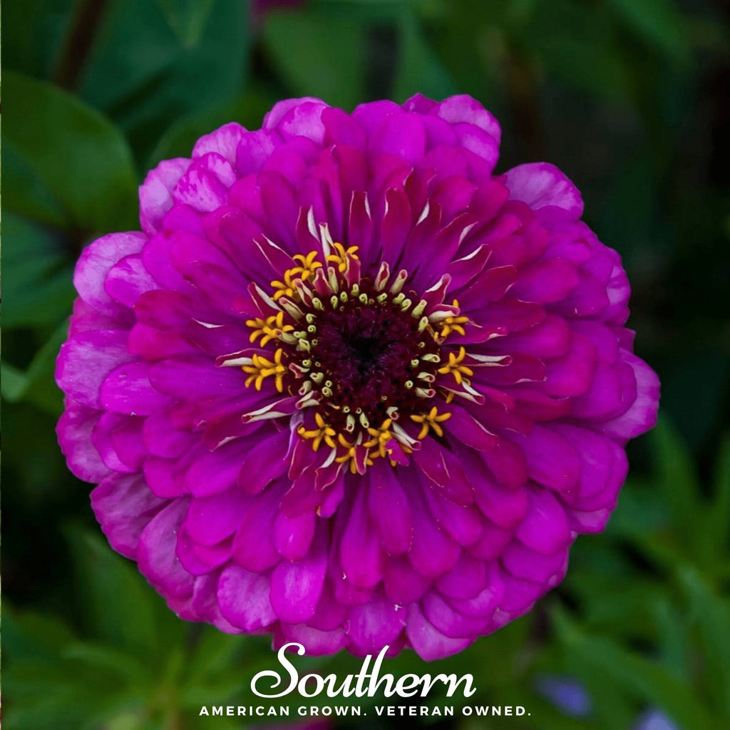 Purple Prince Zinnia – 100 Seeds - Garden Gets