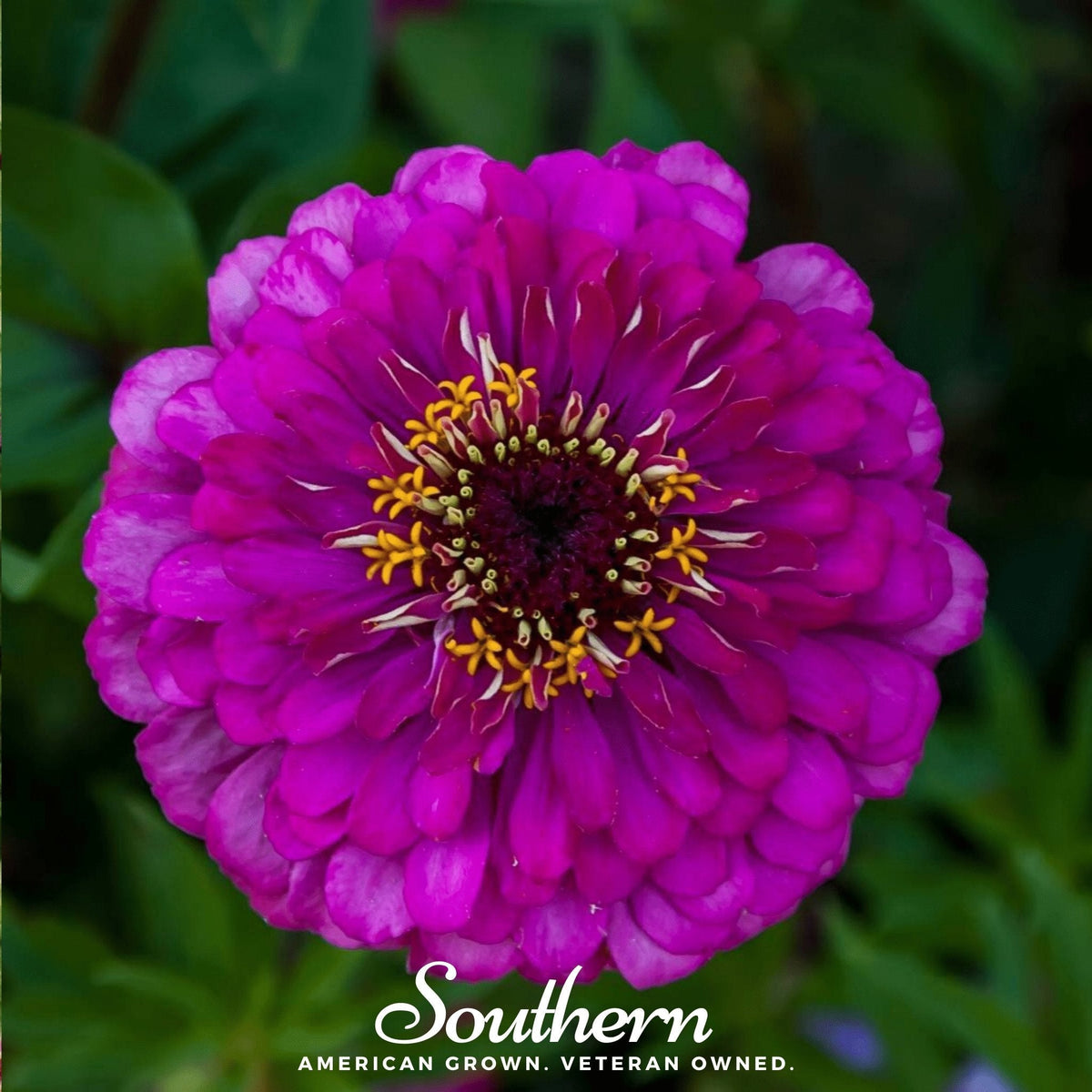 Purple Prince Zinnia – 100 Seeds - Garden Gets