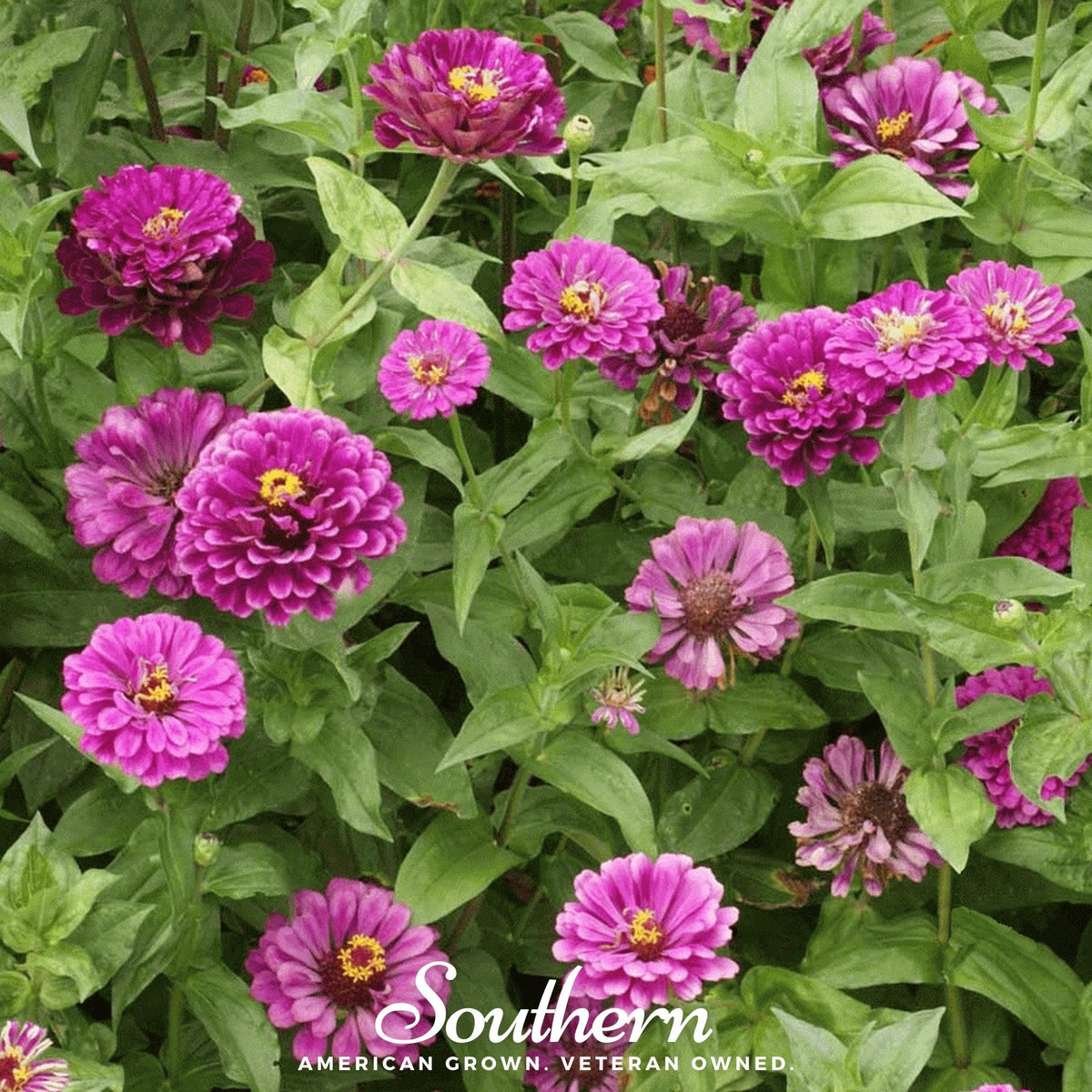 Purple Prince Zinnia – 100 Seeds - Garden Gets