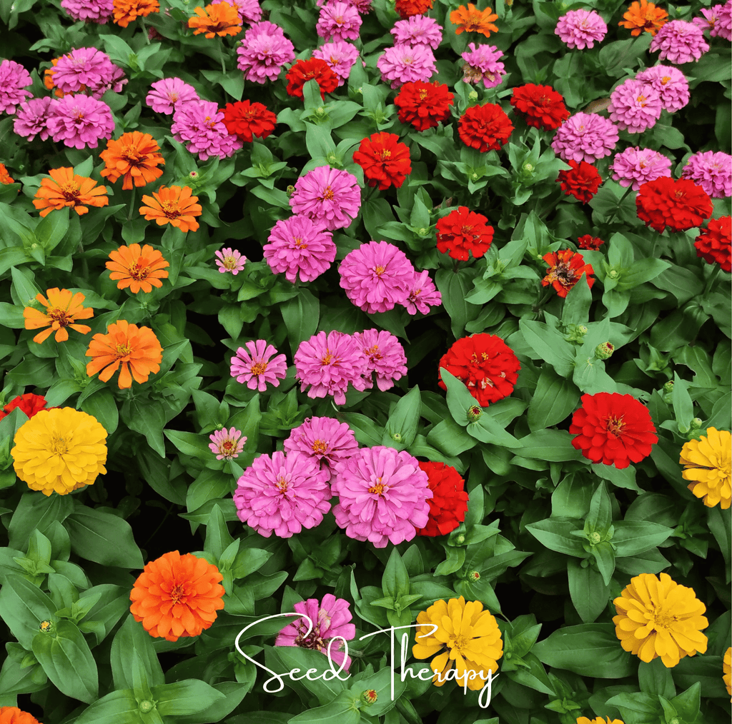 Thumbelina Dwarf Zinnia – 100 Seeds - Garden Gets