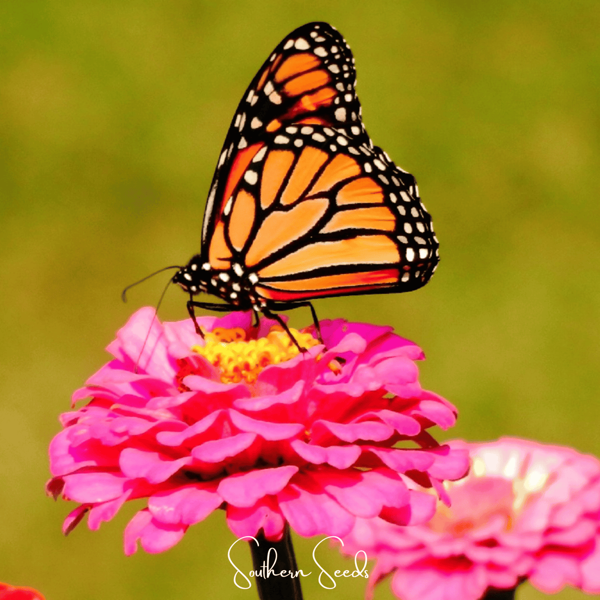 Thumbelina Dwarf Zinnia – 100 Seeds - Garden Gets