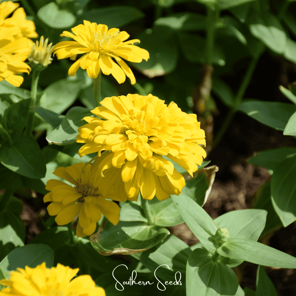 Thumbelina Dwarf Zinnia – 100 Seeds - Garden Gets