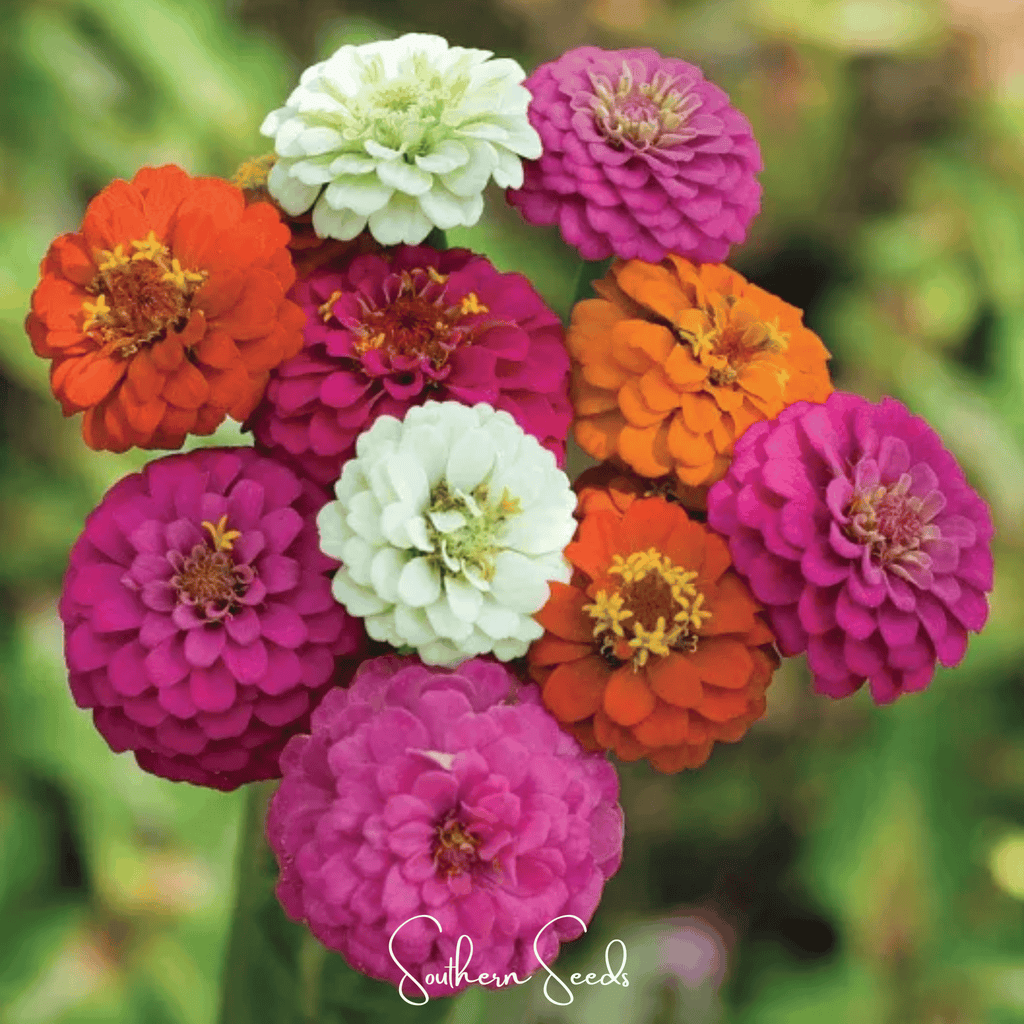 Thumbelina Dwarf Zinnia – 100 Seeds - Garden Gets